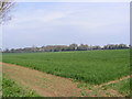 TM0837 : Fields off Pound Lane by Geographer