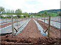 SO6323 : Preparations for a raspberry crop by Jonathan Billinger