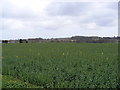 TM3876 : Fields Off the B1117 Walpole Road by Geographer