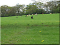 SJ8677 : Cows near Edge House Farm by Stephen Craven