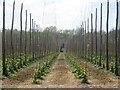 TQ7441 : Hop Field at Huggins Farm by Oast House Archive