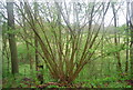 TQ0932 : Coppiced tree by the Downs Way by N Chadwick