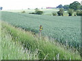 TM3370 : Footpath Marker at Moat Farm by Geographer