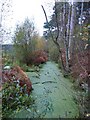 SJ5571 : Edge of Blakemere Moss by Anthony Parkes