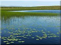 NS4777 : Water-lilies in the Lily Loch by Lairich Rig