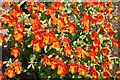 NJ2420 : Coppery Monkey Flower (Mimulus x burnetii) by Anne Burgess