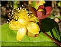 NJ3458 : St John's Wort (Hypericum) by Anne Burgess