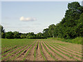 SK1313 : Maize field near Fradley, Staffordshire by Roger  D Kidd