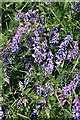 NK0631 : Tufted Vetch (Vicia cracca) by Anne Burgess