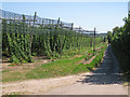 TR2658 : Hop Fields along Pedding Lane by Oast House Archive