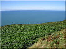  : Clifftop vegetation near Cwmtydu by Rudi Winter