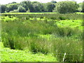 R6361 : Wet pasture near Illaunyregan by David Hawgood