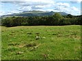 NS4884 : Field near Finnich Toll by Lairich Rig