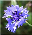 NJ6717 : Cornflower (Centaurea cyanus) by Anne Burgess