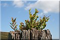 NO2635 : Blaeberries on the Gatepost by Anne Burgess