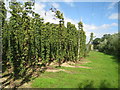 TQ8028 : Hop Field at Hoad's Farm by Oast House Archive