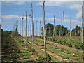 TQ8028 : Harvested Hop Field at Hoad's Farm by Oast House Archive