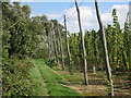 TQ8029 : Edge of Hop Garden at Hoad's Farm by Oast House Archive