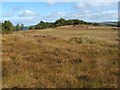 NS3778 : Small pit: former cornstone quarrying by Lairich Rig