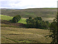 SN6850 : Grazing above Waun-Cynydd farm by Nigel Brown