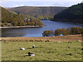 SN8967 : Grazing by Penygarreg reservoir by Nigel Brown