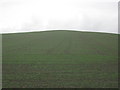  : Early crop of winter wheat below Lammy Down by Dr Duncan Pepper