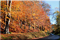 J3268 : Autumn, Minnowburn, Belfast 2010-1 by Albert Bridge