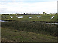 TL4786 : Ouse Washes by Hugh Venables