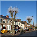 SP3079 : Pollarded trees, Glendower Avenue by E Gammie