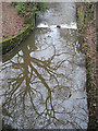 SJ8861 : Reflected tree by Stephen Craven