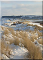 SS8576 : Marram grass at duneland edge above Traeth yr Afon by eswales