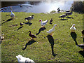 SD8721 : Ducks and geese at New Line Reservoir, Britannia by Steven Haslington