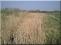 TQ4880 : Overgrown drainage ditch on Erith Marshes by Marathon