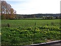 ST4660 : Fields beside the A38, Lower Langford by David Gearing