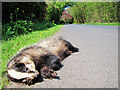 TQ6740 : Dead badger on Fairman's Lane by Oast House Archive