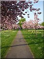 SE3054 : Cherry trees near York Place by DS Pugh