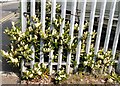 SJ9495 : Wildflowers through a fence by Gerald England