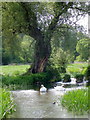 SU0725 : River Ebble in the spring, Bishopstone by Maigheach-gheal