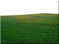  : Cereal crop on Lammy Down, Swindon by Brian Robert Marshall