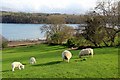 SH5471 : Lambs, Farmland, Anglesey by Christine Matthews