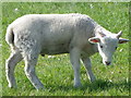 SU0625 : Wiltshire Horn lamb, Bishopstone by Maigheach-gheal