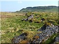 NS4377 : A line of limestone outcrops by Lairich Rig