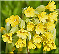 NO4351 : False Oxlip? (Primula x polyantha) by Anne Burgess