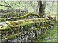 SD9397 : Moss covered wall, Oxnop by Maigheach-gheal