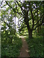 TM2446 : Footpath to the A12 Martlesham Bypass over Martlesham Heath by Geographer