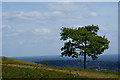 TQ2452 : Tree on Colley Hill, Surrey by Peter Trimming