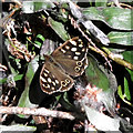 SU1331 : Speckled Wood by Jonathan Kington