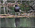 SU1430 : Coot on the River Avon by Jonathan Kington