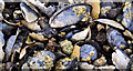 J3683 : Mussel shells, Jordanstown by Albert Bridge