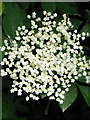 SU0026 : Elder flower near Fovant by Maigheach-gheal